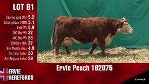 Lot #81 - PEACH 162075