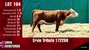 Lot #104 - TRIBUTE 172268