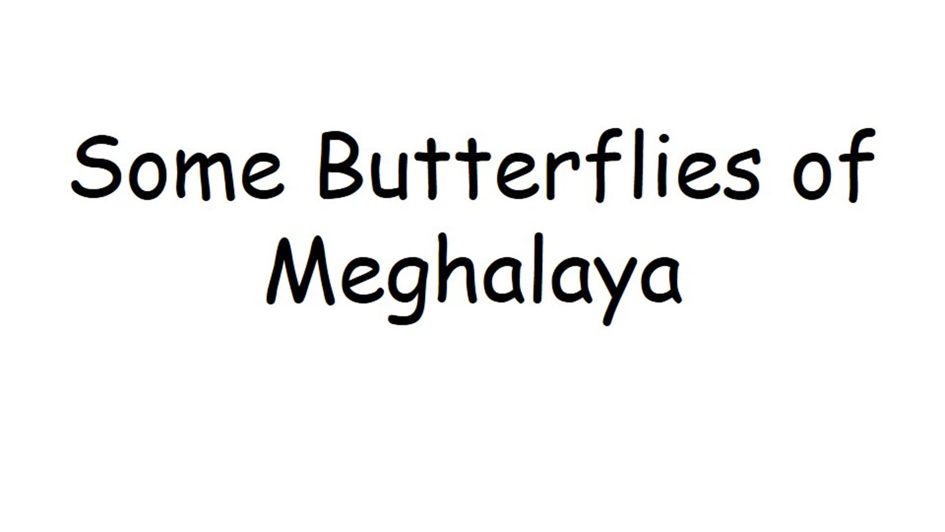 Some Butterflies of Meghalaya - 2016