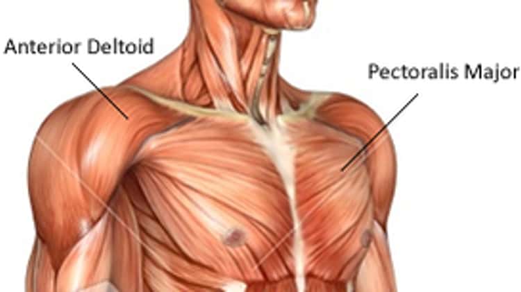 anterior deltoid muscles