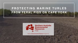 Protecting marine turtles from feral pigs on Cape York (Science Week Video 2020)