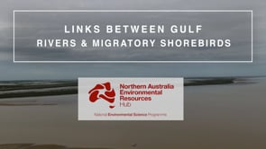 Links between Gulf rivers and food for migratory shorebirds (Science Week Video 2020)