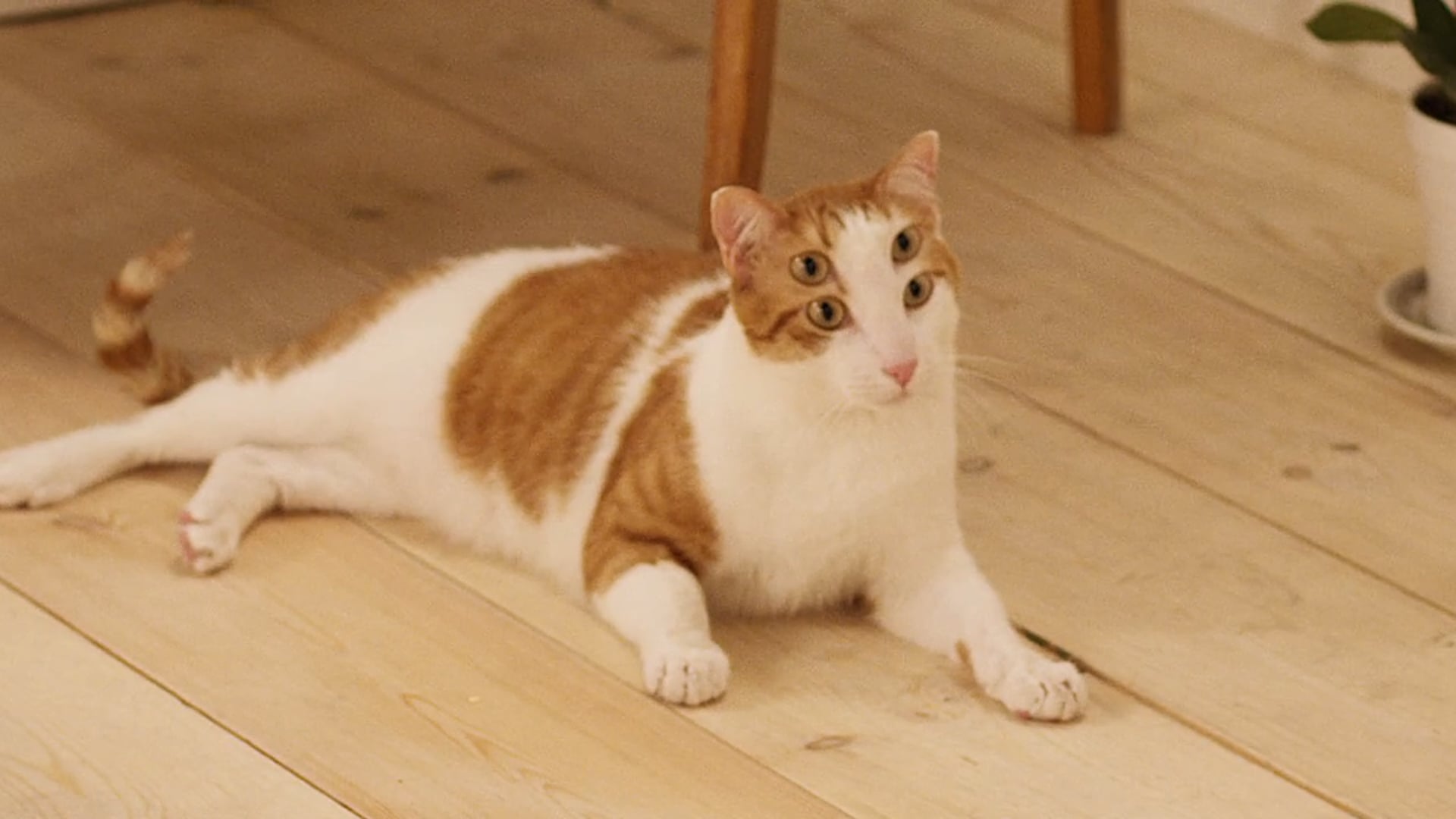 FUR VOICE - Fantasía