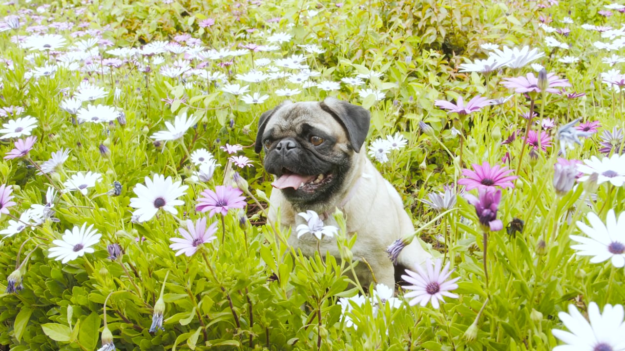 Everybody & Everyone CHELSEA