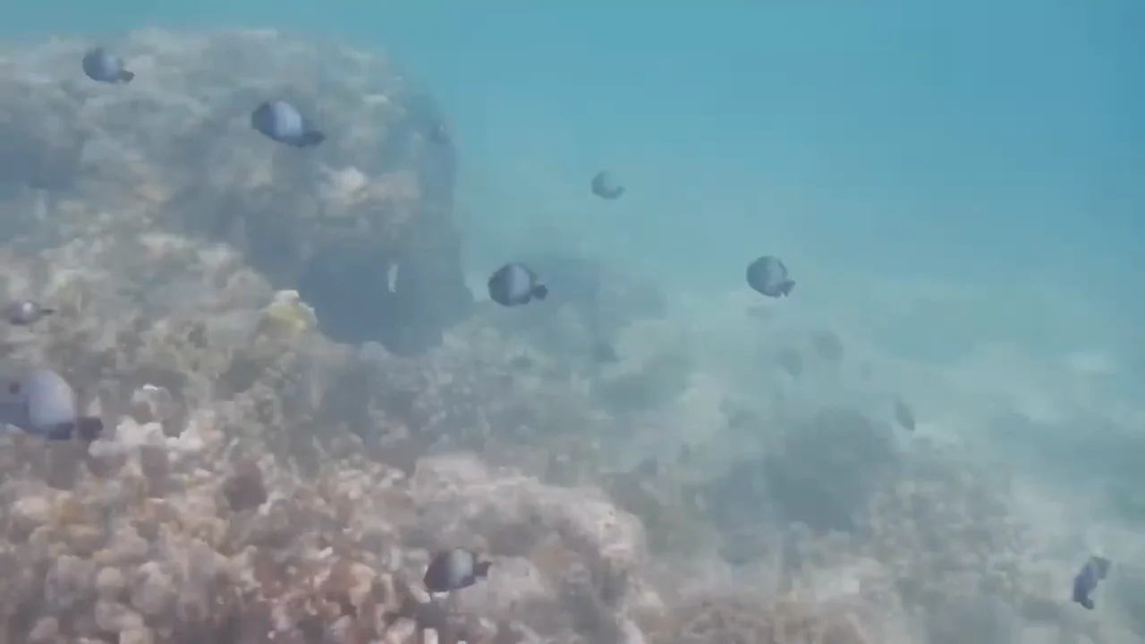 Tim & Tracey swims on the North Shore and Kailua / Stott Real Estate