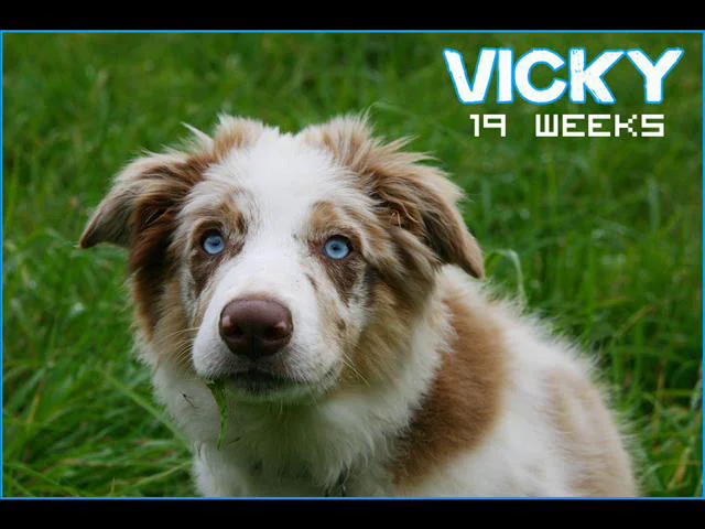 Vicky, 19 weeks on Vimeo