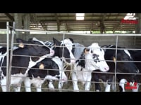 Adianto "natural" da primeira inseminación
