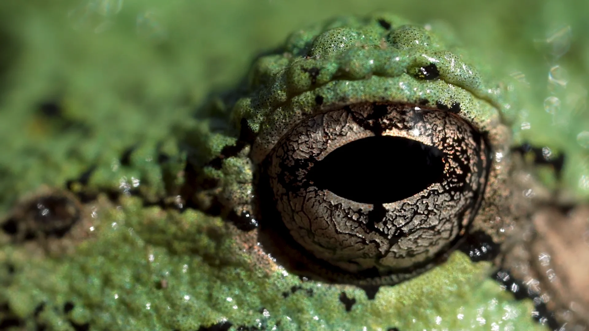 Frog Blink On Vimeo