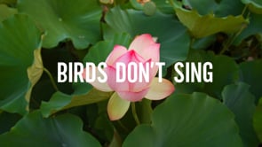 Birds Dont Sing by Dylan Keane