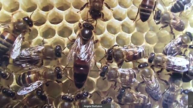Discover the World of Bees (Aug 20, 2020) on Vimeo