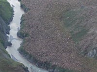 Counting Caribou