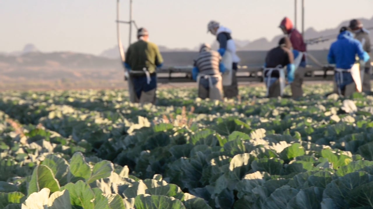 GreenGate Fresh's Cabbage Harvest in Yuma, AZ