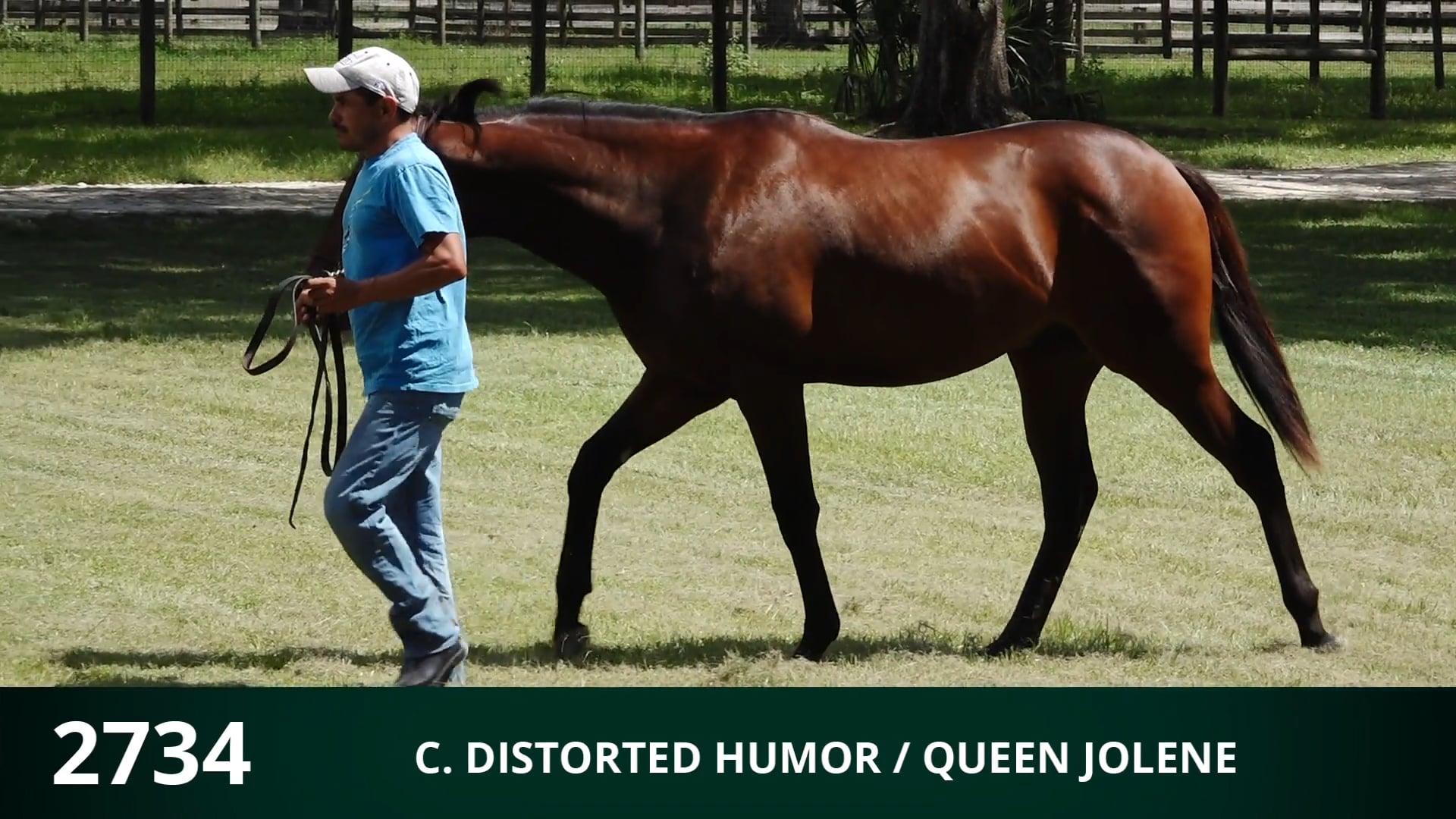 2734 c Distorted Humor - Queen Jolene on Vimeo