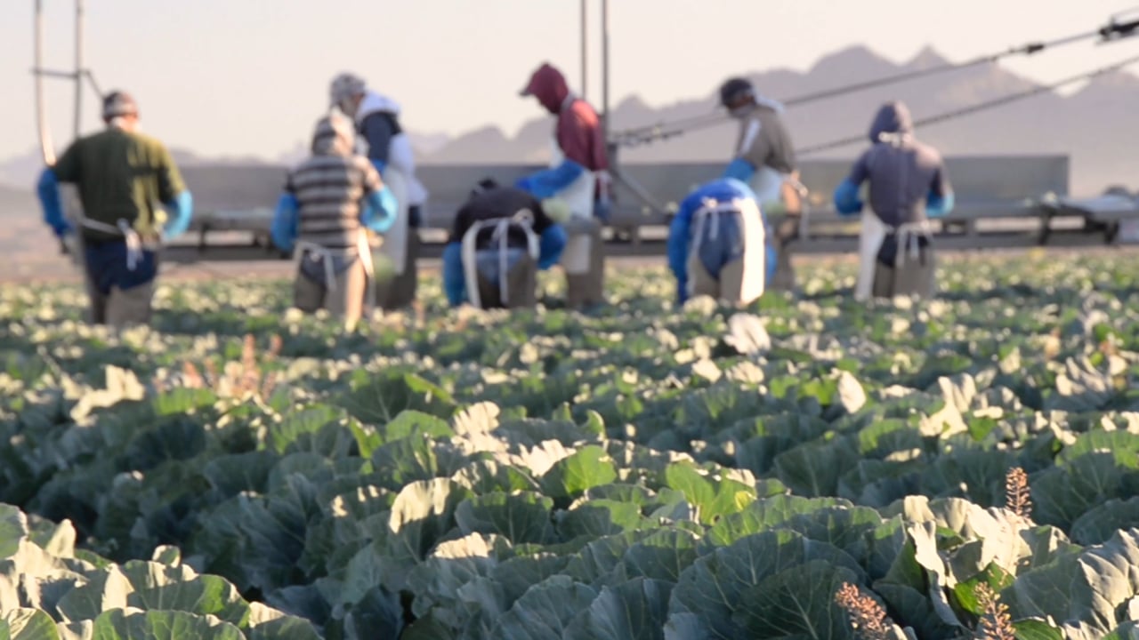 GreenGate's Field to Fresh Cut Cabbage