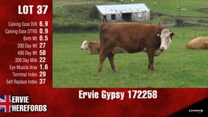 Lot #37 - GYPSY 172258