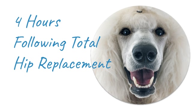 how much is a hip replacement for a dog