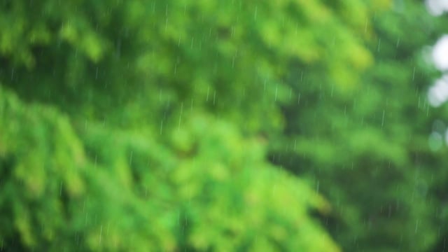 Calming Sounds of a Rainy Day - Nature Soundscape Video