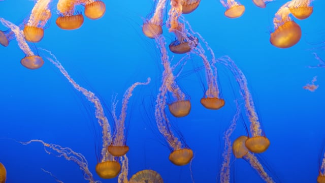 Relaxing Dance of Jellyfish -  4K Aquarium Screensaver with Ambient Music