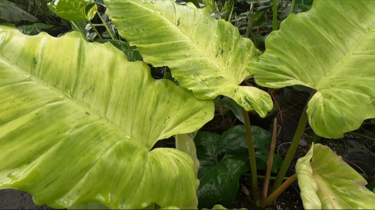 oklahoma flower seeds to plant in fall Texas Oklahoma Wildflower Mixture  Seed Needs LLC