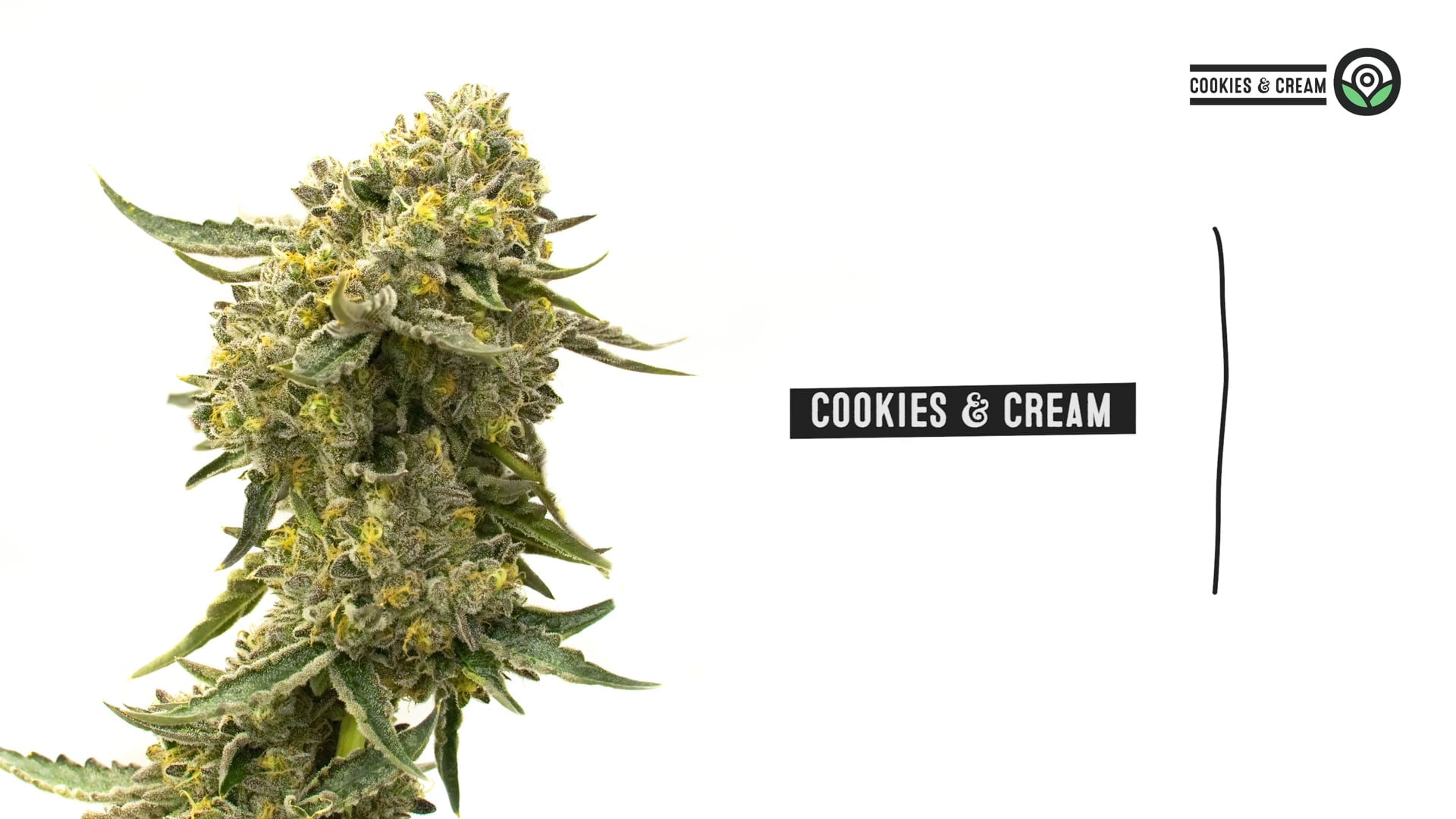 Cookies & Cream Feminized Cannabis Seeds