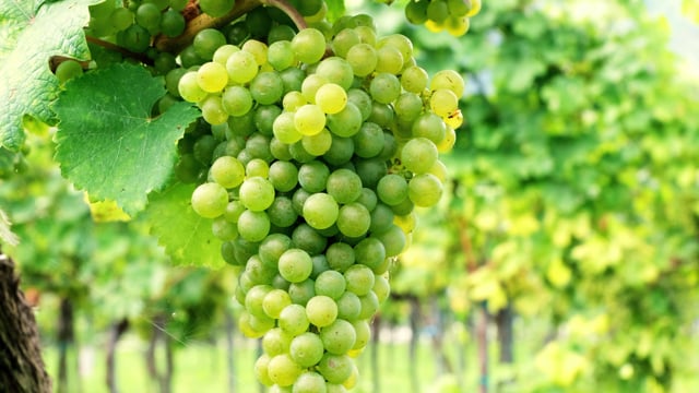 Шестой онлайн-курс современного виноградарства и виноделия