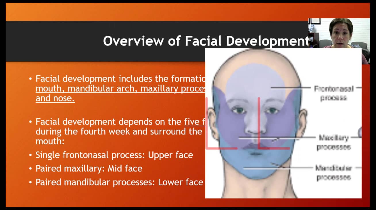 Chapter 4 Face And Neck Development On Vimeo