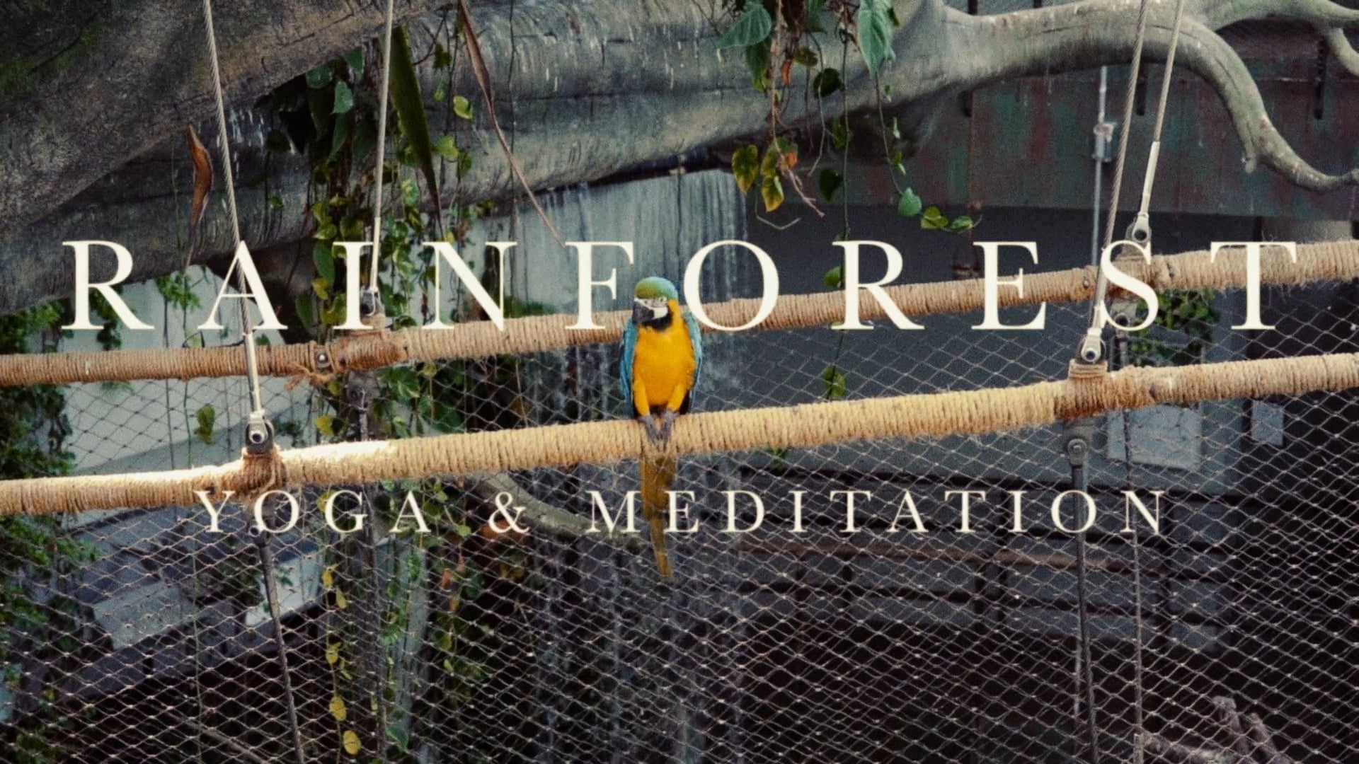 Rainforest Yoga & Meditation