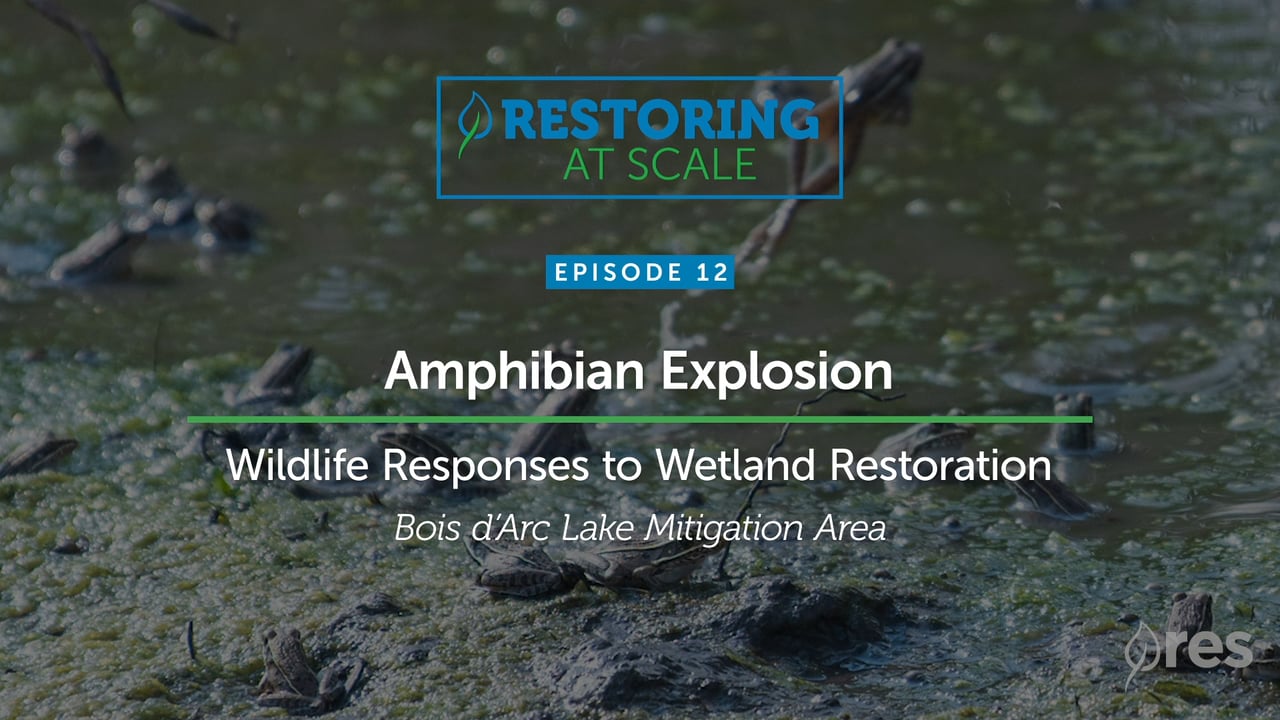 Restoring at Scale: Episode 12 - Amphibian Explosion, Wildlife Responses to Wetland Restoration