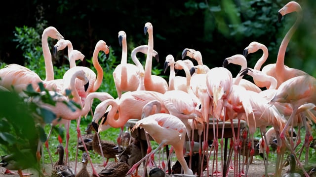 Flamingo, Birds, Pink. Free Stock Video - Pixabay