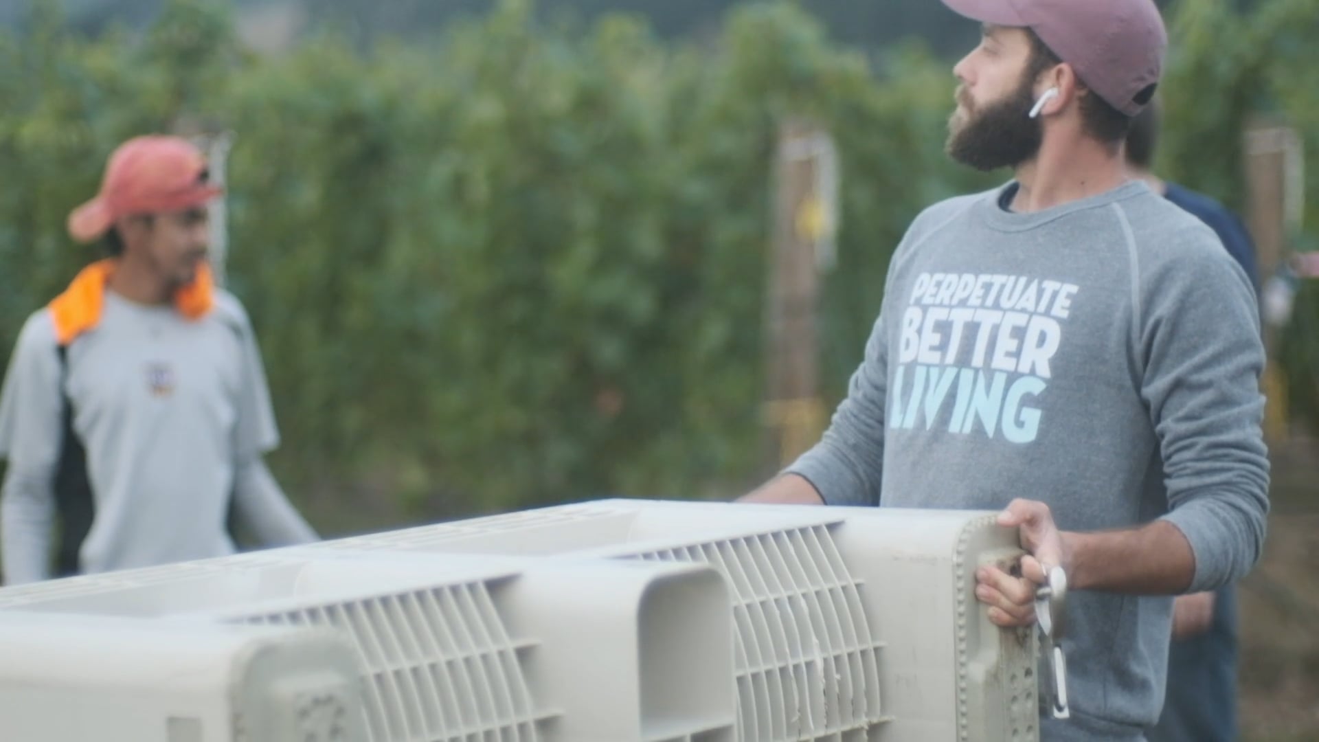 Arlyn Vineyards - 2019 Harvest
