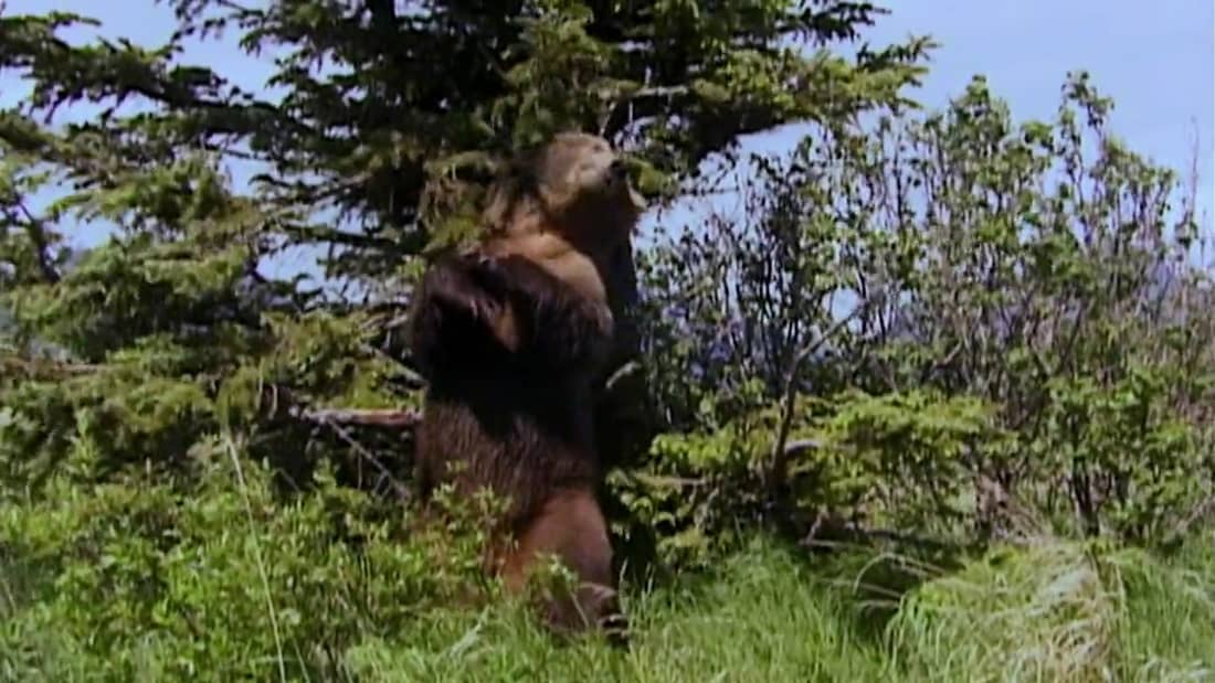 grizzly man