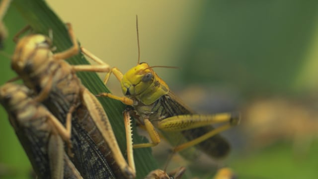 Migratory Locust (Locusta migratoria), Stock Video