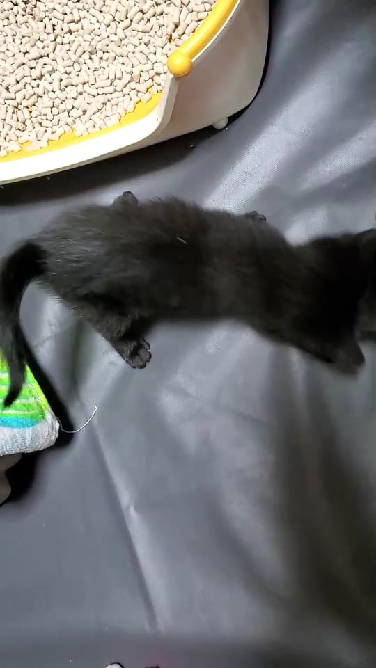 鎌倉の野良猫たち、難病、大怪我の猫たちを助けて！ - CAMPFIRE 