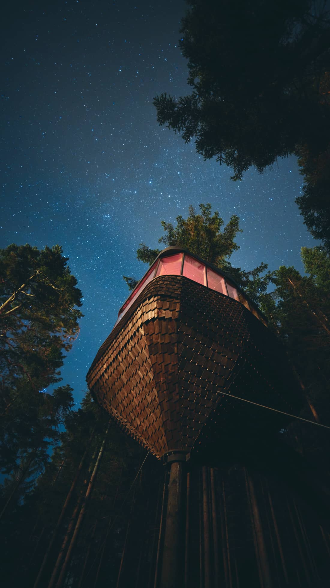 woodnest at night