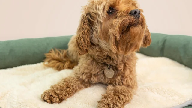 Super Soft Dog Blanket Small - Grey and Cream