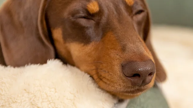 Super Soft Dog Blanket Small - Grey and Cream