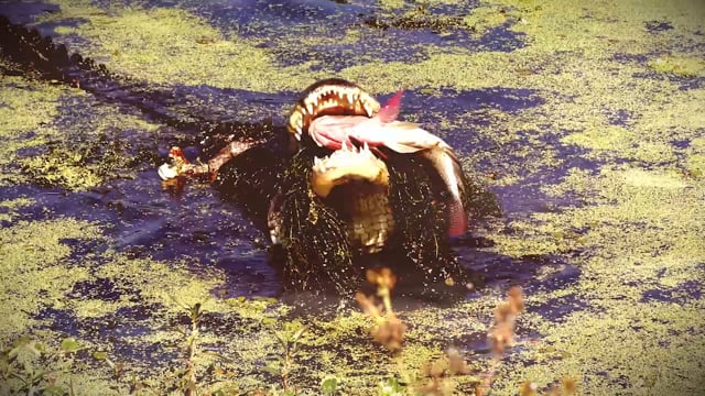 SWAMP CREATURES