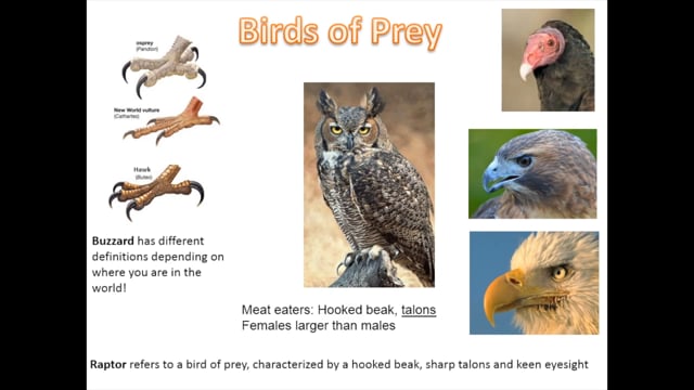 Birds of Prey- Pathways, Fall 2020