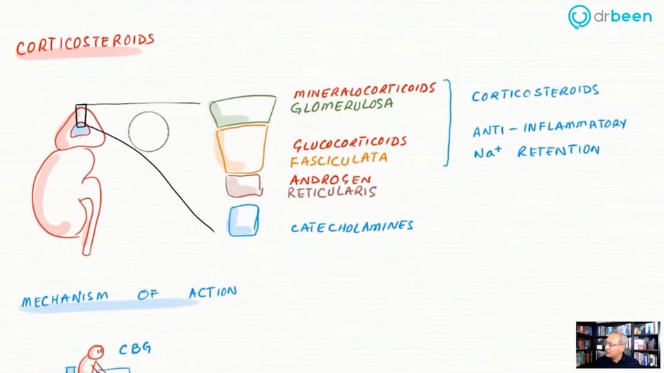 Inhaled Corticosteroids (Budesonide)