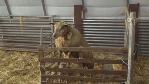 LA RELÈVE EST DANS LE PRÉ