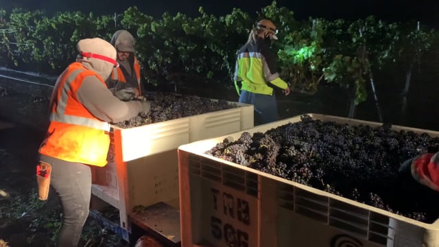 Harvest Up Close - Early Morning Pick