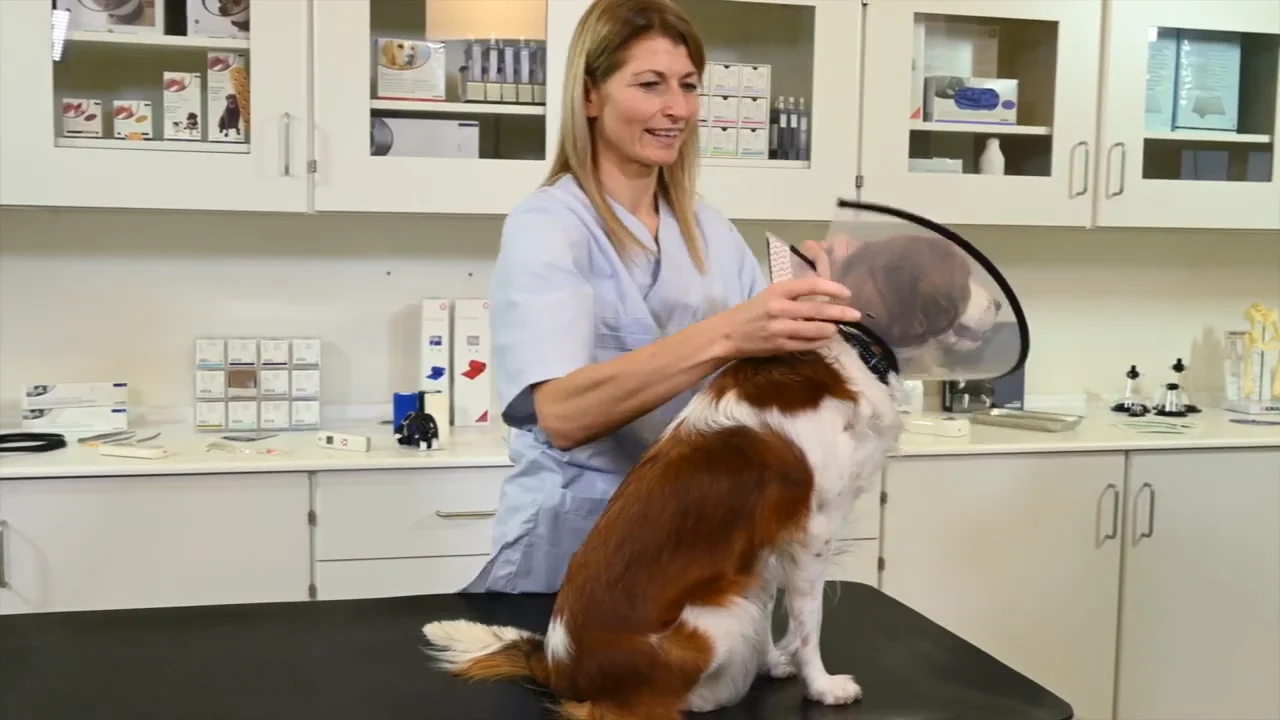 Video to web & download BUSTER Quick Collar on Vimeo