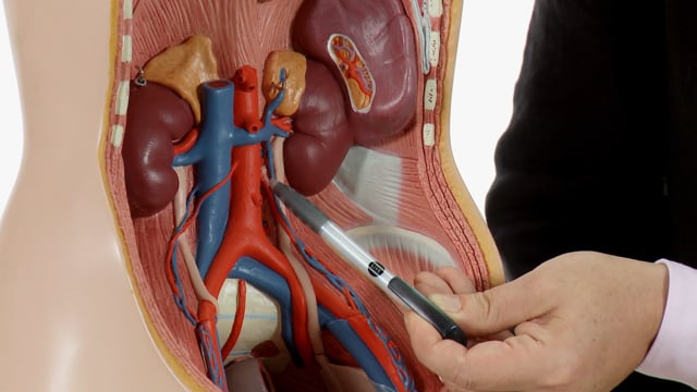 What views are there for the abdominal aorta?