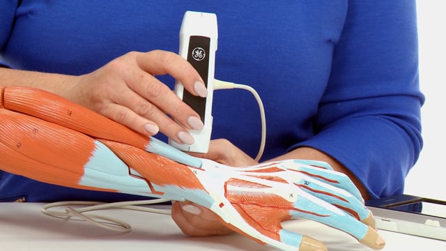 Scanning the dorsal wrist on the anatomical model