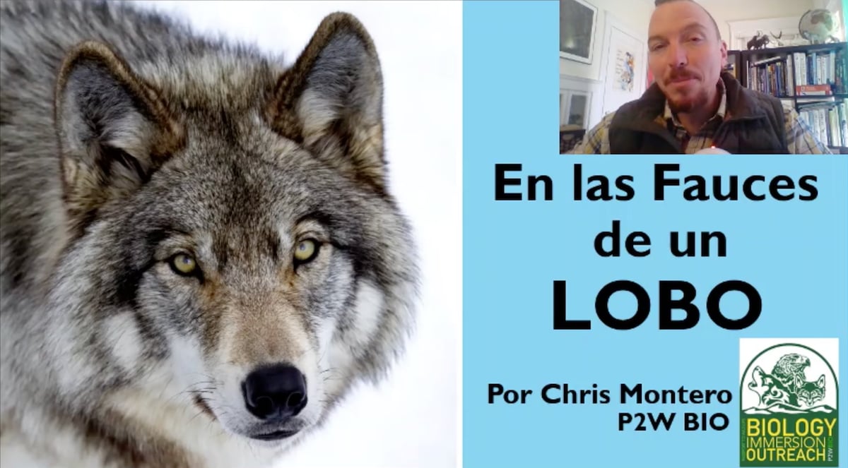 En las Fauces de un LOBO (Spanish)