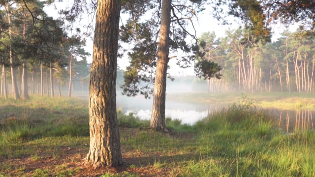 Порно в лесу