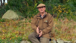 IRLANDE, PATRIE DU CERF SIKA
