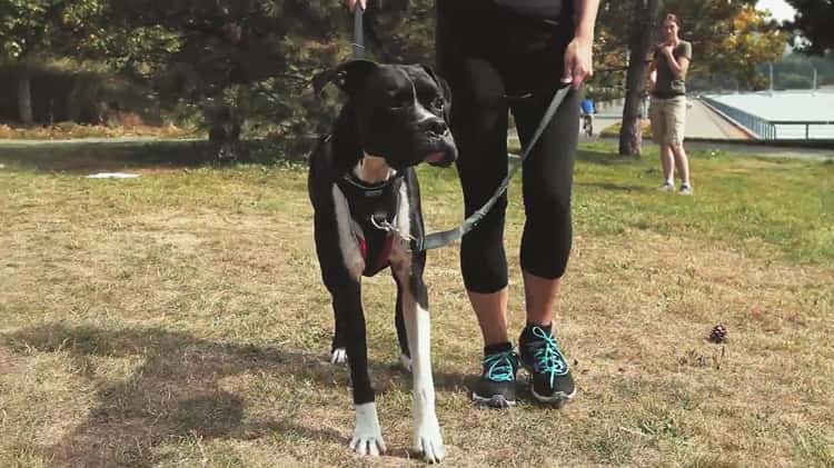 Canine equipment ultimate shop control dog harness