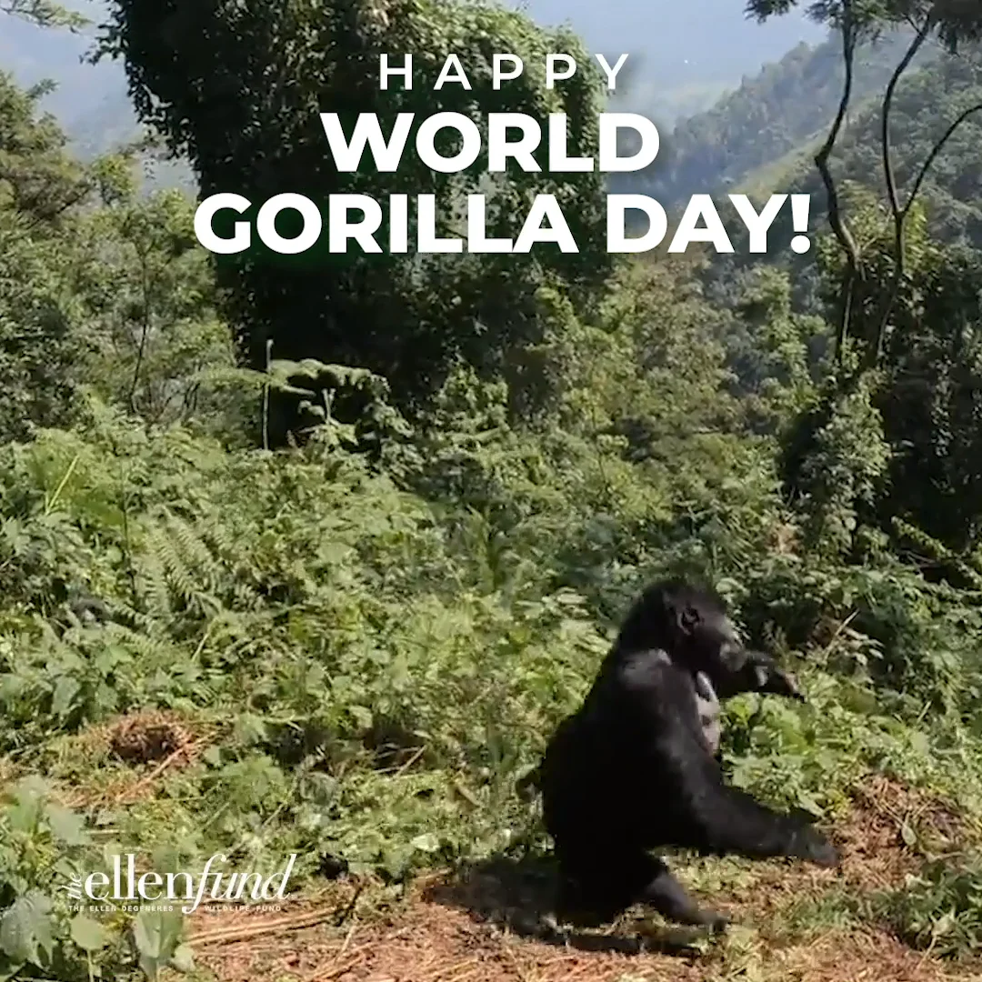 Happy World Gorilla Day to everyone's favorite gorilla 🦍