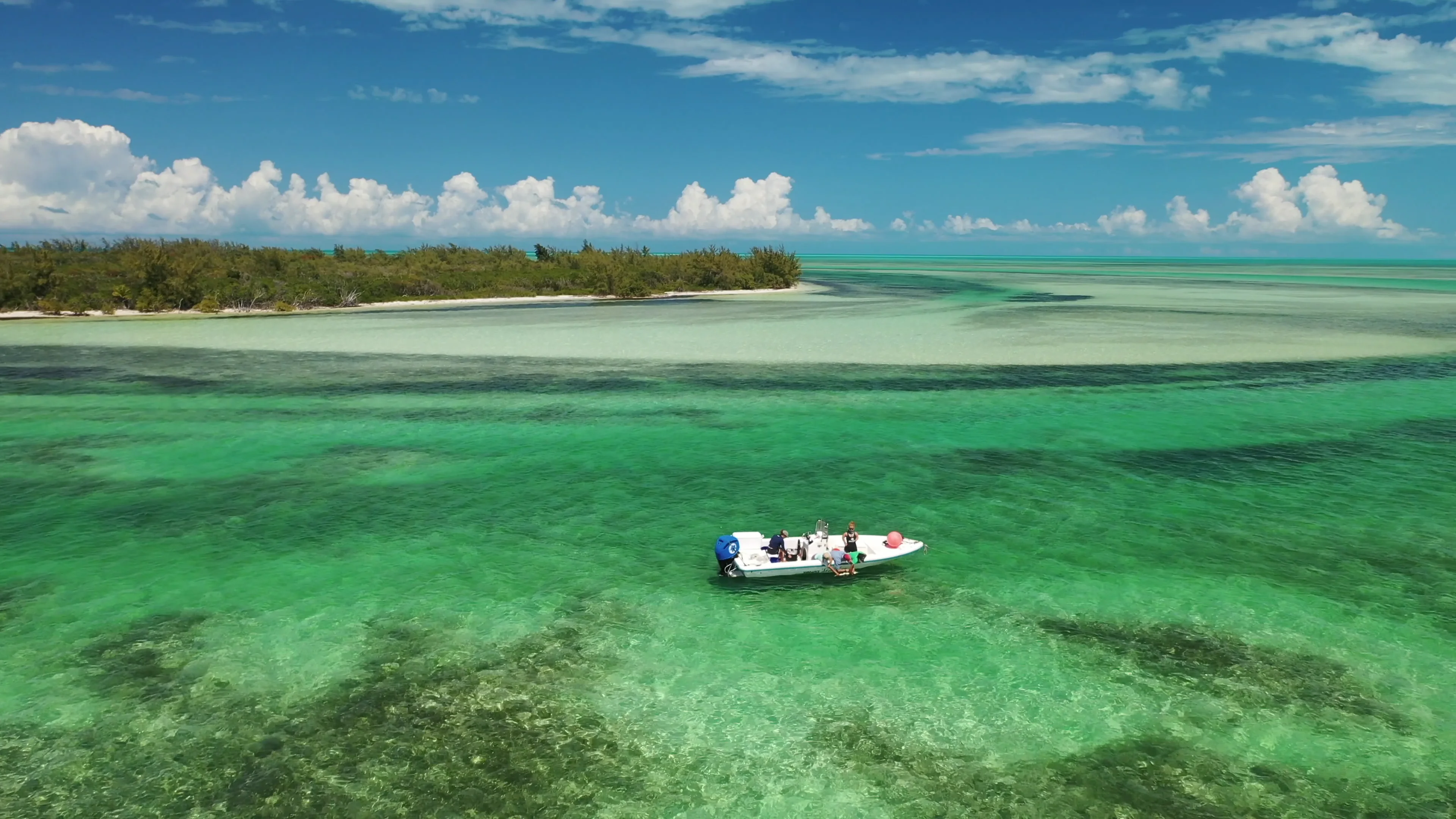 Bimini Island | The Bahamas | 201904 | BBFS Bimini Shark Lab | 002 | East  Wells Shark Tagging